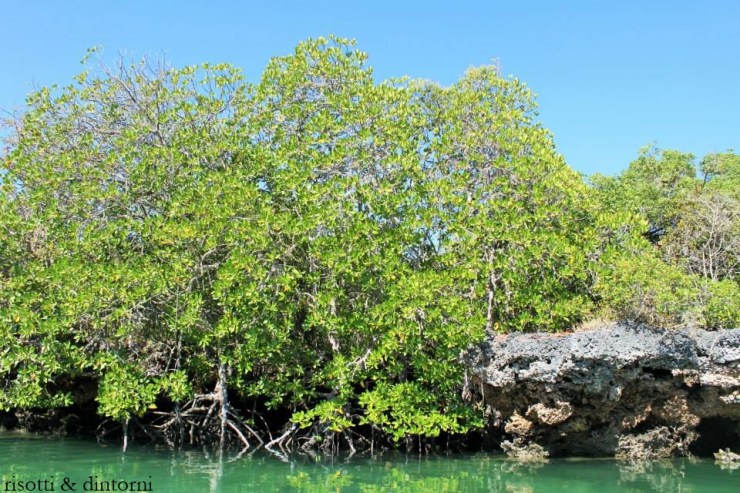 zanzibar6
