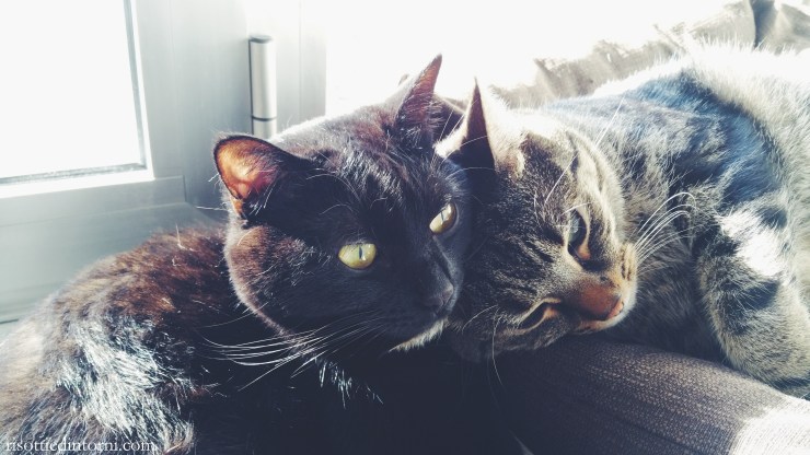 risotti & dintorni - olivia e leopoldo