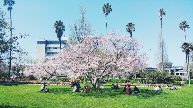 risotti e dintorni, auckland, nuova zelanda, albert park, parco