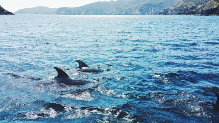 risotti e dintorni, new zealand, nuova zelanda, bay of islands, dolphins, delfini