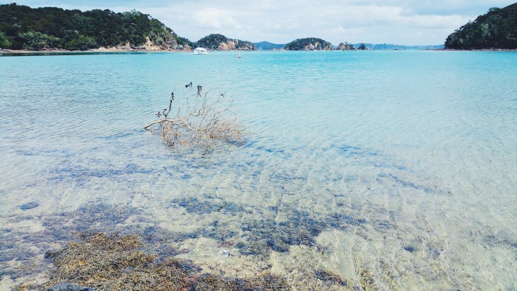 risotti e dintorni, new zealand, nuova zelanda, bay of islands 