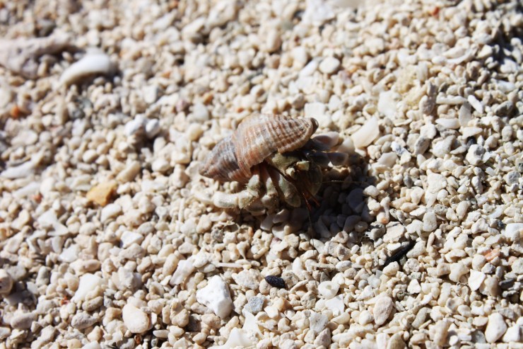 risotti e dintorni, isole cook, cook islands, aitutaki, rarotonga, luna di miele, honeymoon