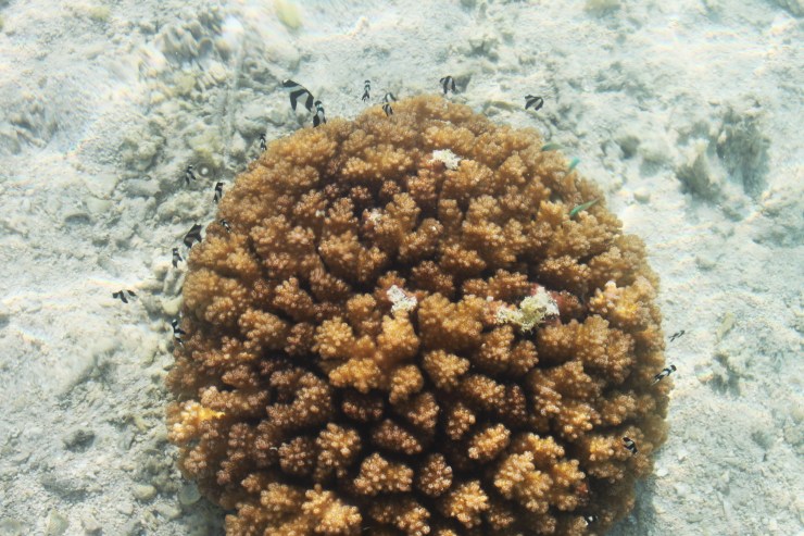 risotti e dintorni, isole cook, cook islands, honeymoon, luna di miele, aitutaki, rarotonga, pesci, barriera corallina, polinesia