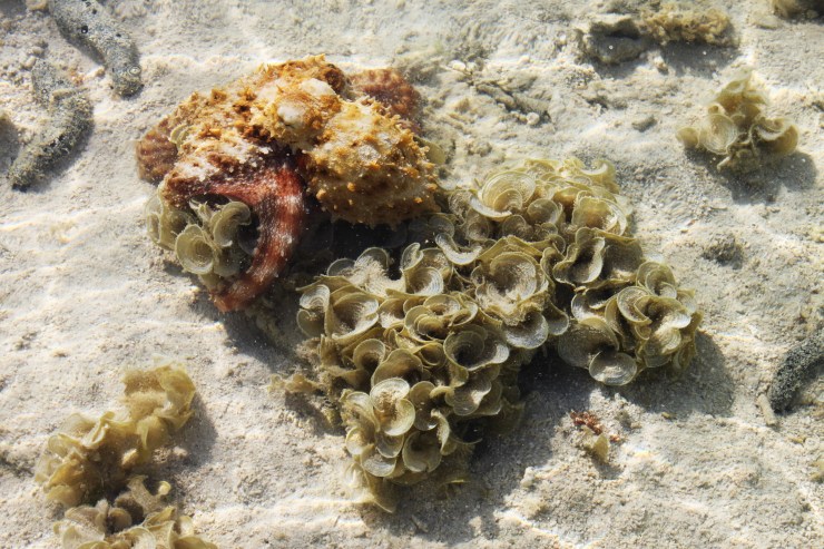 risotti e dintorni, isole cook, cook islands, aitutaki, rarotonga, pesci, barriera corallina, polpo, polipo