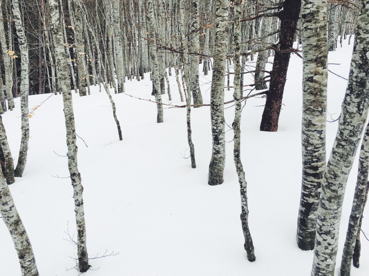 risotti e dintorni monte cimone sestola